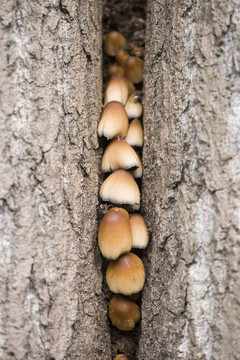 树缝里的野生蘑菇