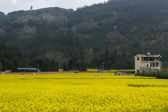 云南油菜花