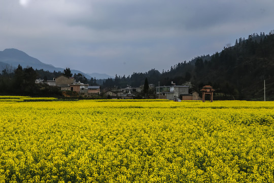 云南油菜花