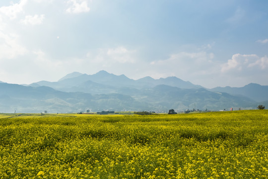 云南油菜花