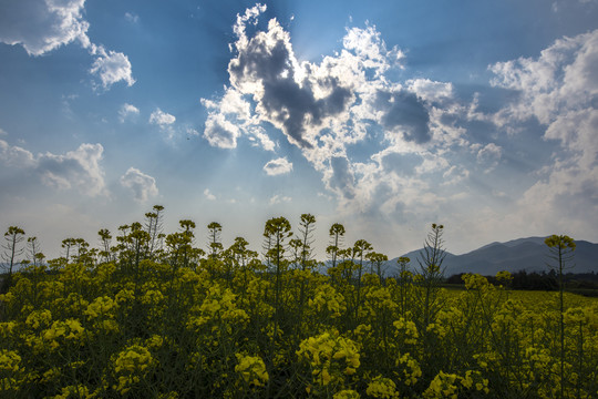 云南油菜花