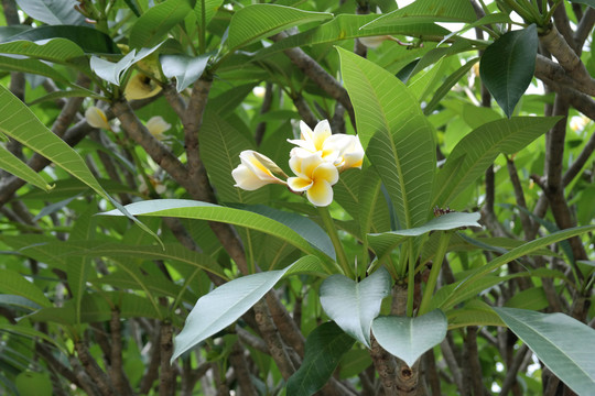 鸡蛋花