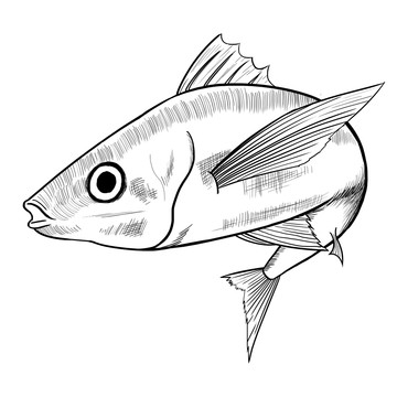 金槍魚(yú)圖案