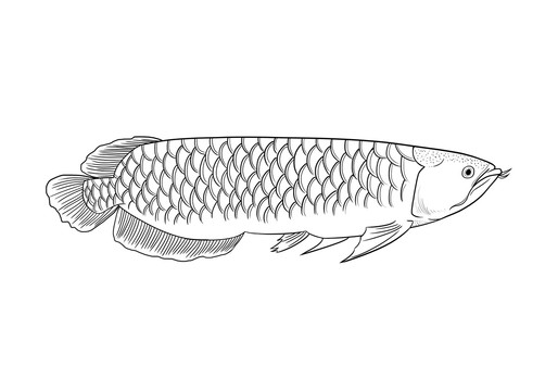 金龍魚(yú)
