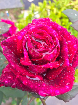 露水红色玫瑰花