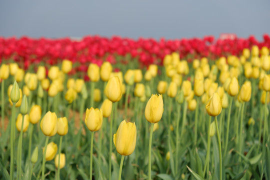 郁金香花海