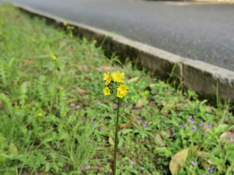 路边野花