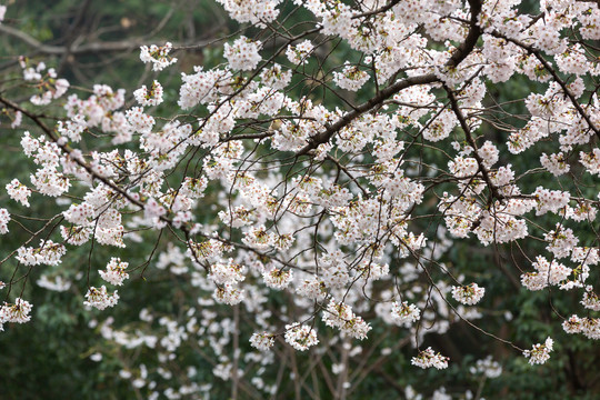 樱花季