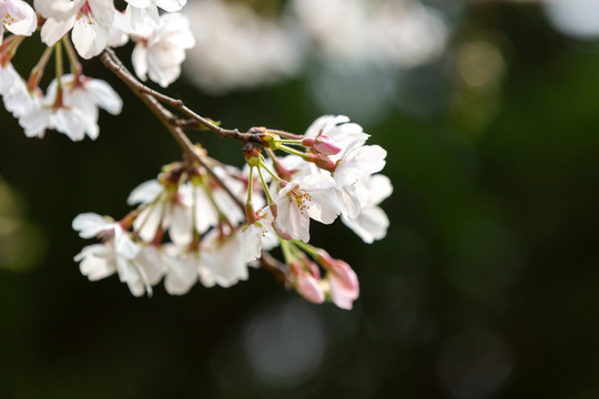 樱花季