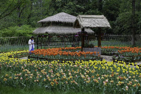 郁金香花园