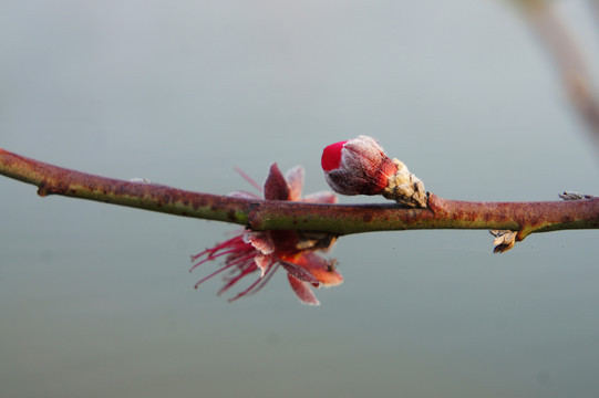 梅花