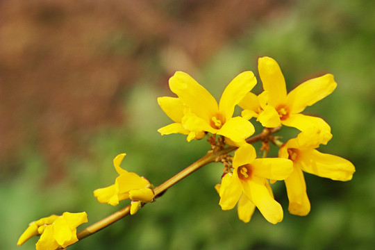 迎春花