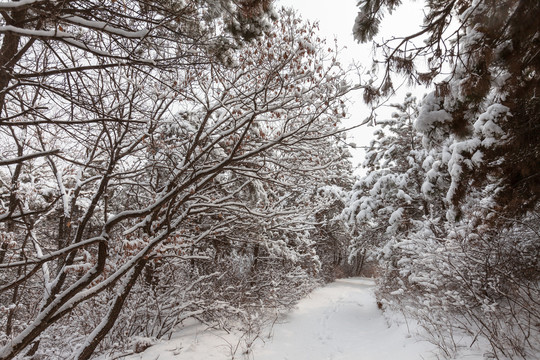 棋盘山冬季雪景78