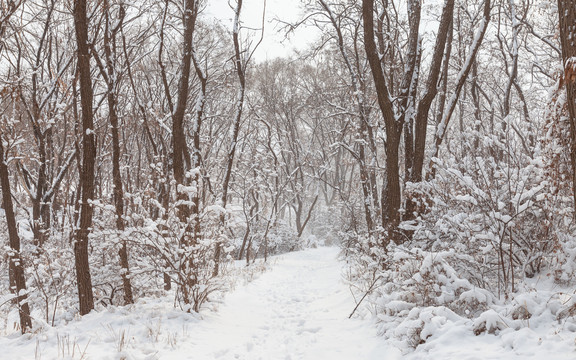 中国北方冬季树林小路雪景