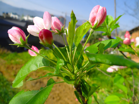 花草七