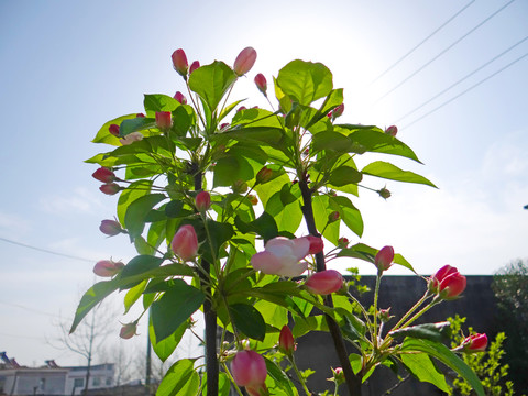 花草十上