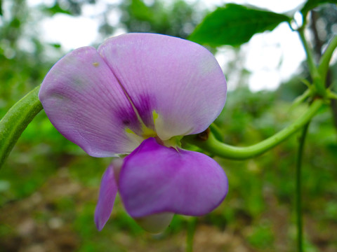 花三