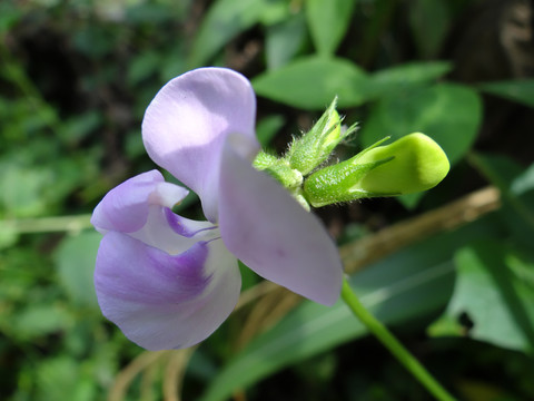 花草我