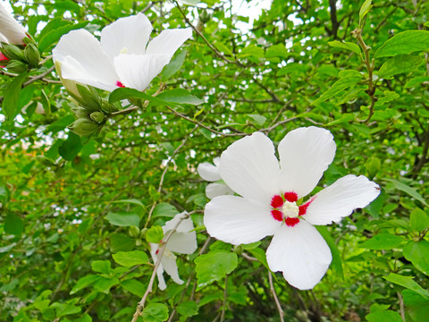 花草三