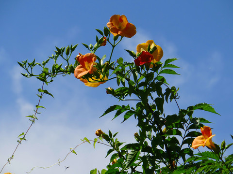 花草二