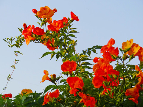 花草十