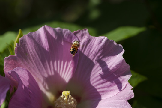 芙蓉葵和采蜜的小蜜蜂