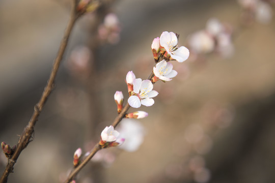 樱花