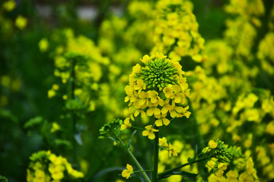 油菜花