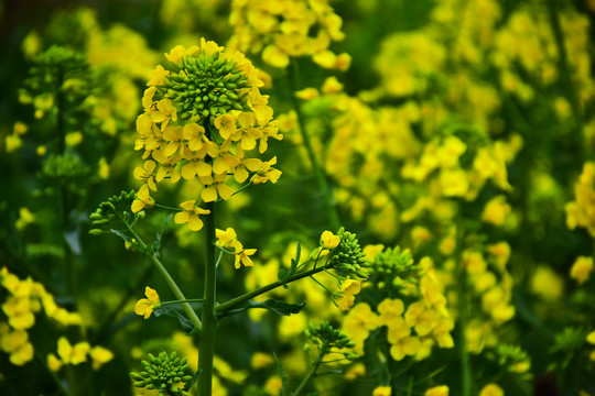 油菜花