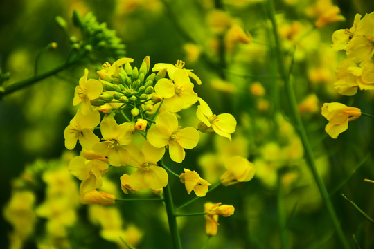 油菜花