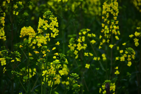 油菜花