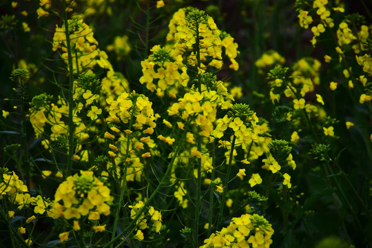 油菜花