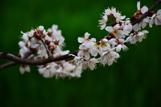 东京樱花