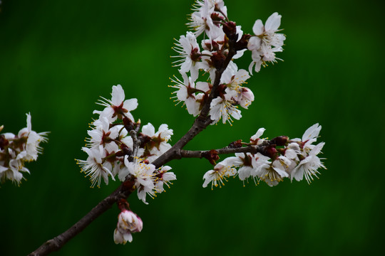 东京樱花