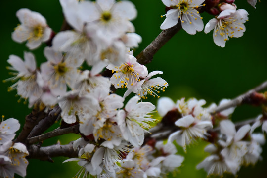 东京樱花