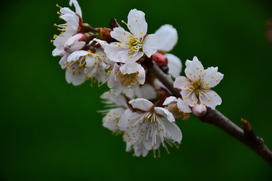 东京樱花