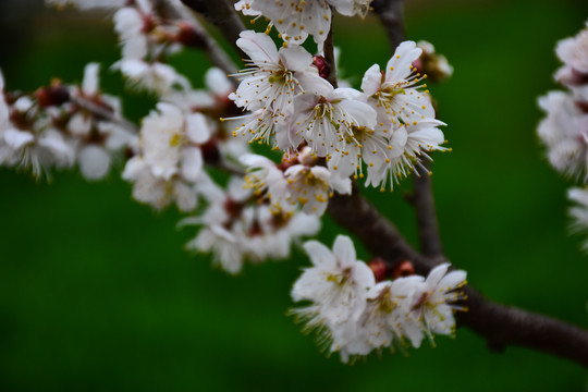 东京樱花