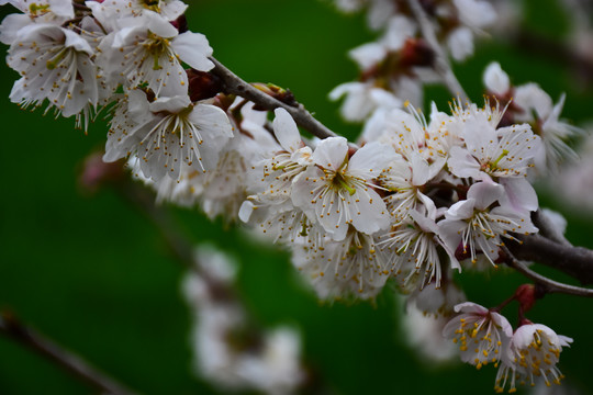 东京樱花