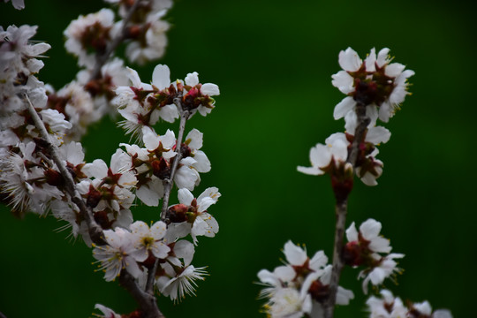 东京樱花