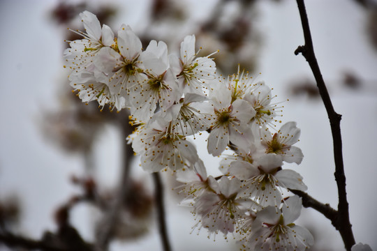 东京樱花