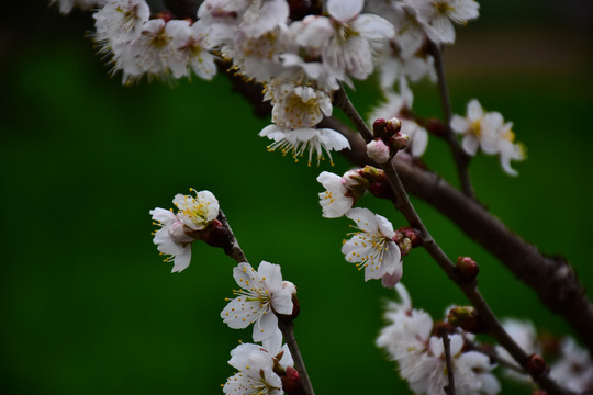 东京樱花