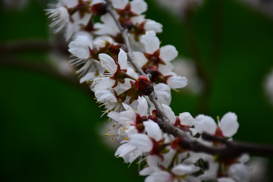 东京樱花