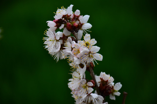 东京樱花