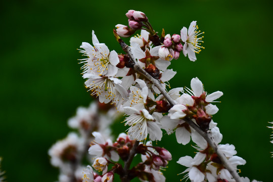 东京樱花