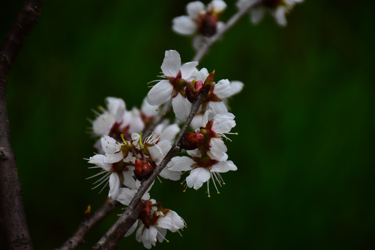 东京樱花