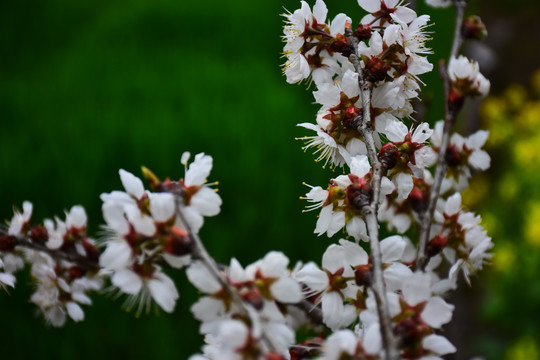 东京樱花