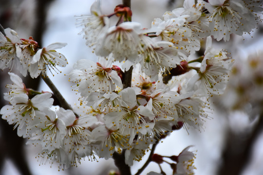 日本樱花