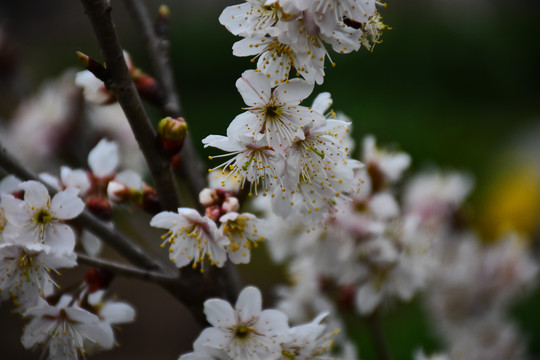 东京樱花