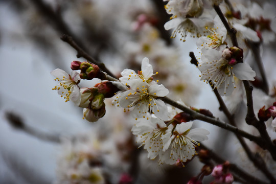 东京樱花