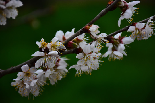 东京樱花